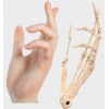 Finger bone  + $200 